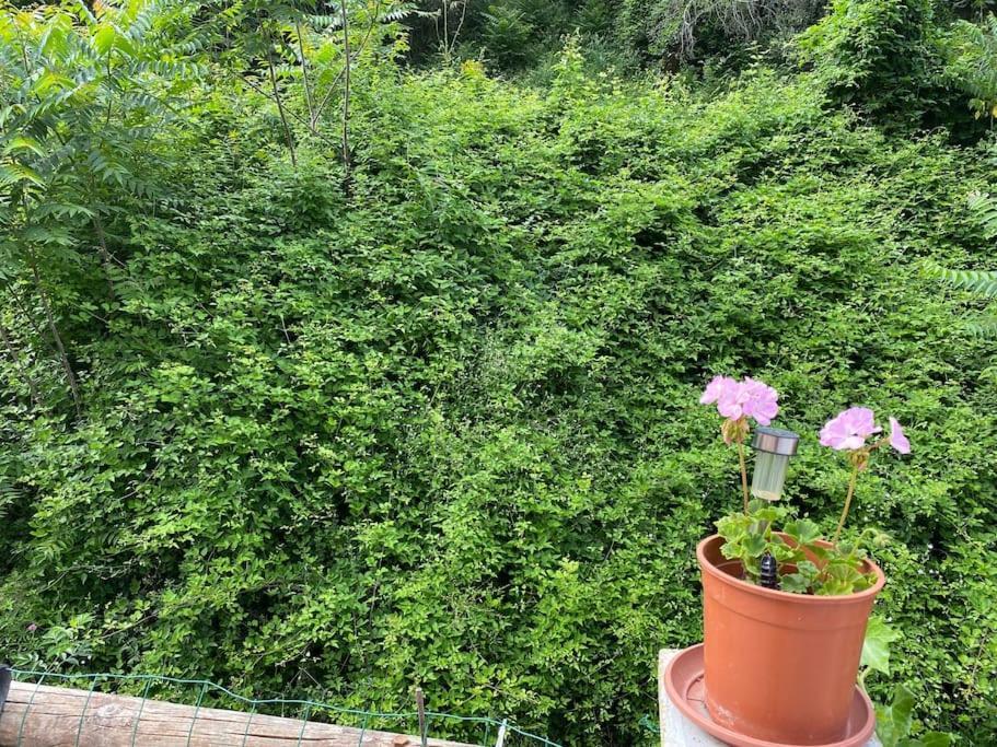 Villa Serenice - F2 Au Calme, Climatise, Wifi Et Parking Gratuit Экстерьер фото